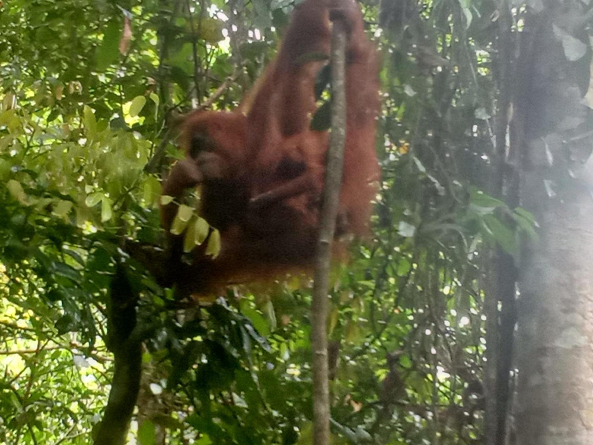 Jungle Treking & Jungle Tour If You Want To Stay Here,You Must Book Treking Only With Us Bukit Lawang Exteriör bild