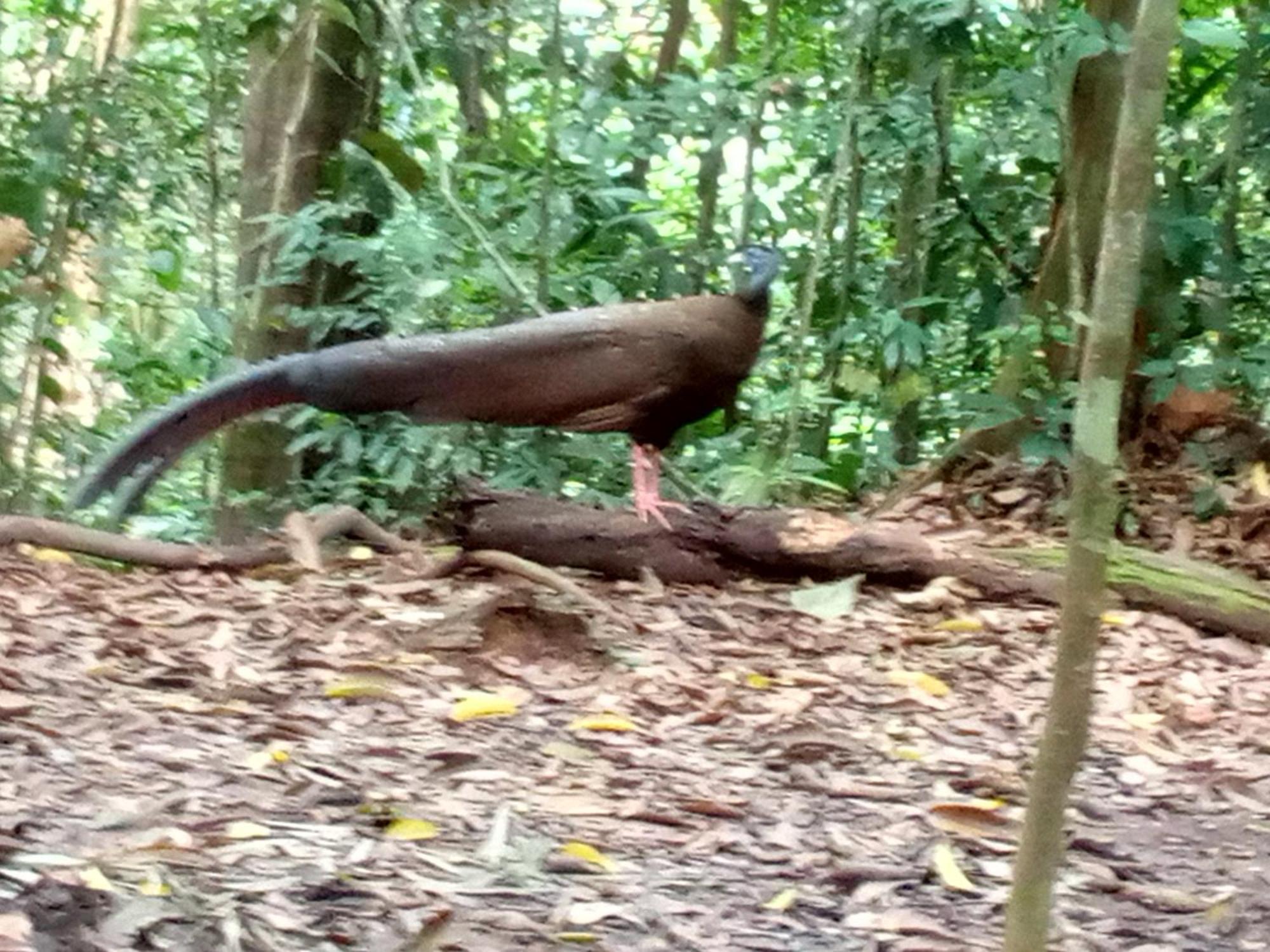 Jungle Treking & Jungle Tour If You Want To Stay Here,You Must Book Treking Only With Us Bukit Lawang Exteriör bild
