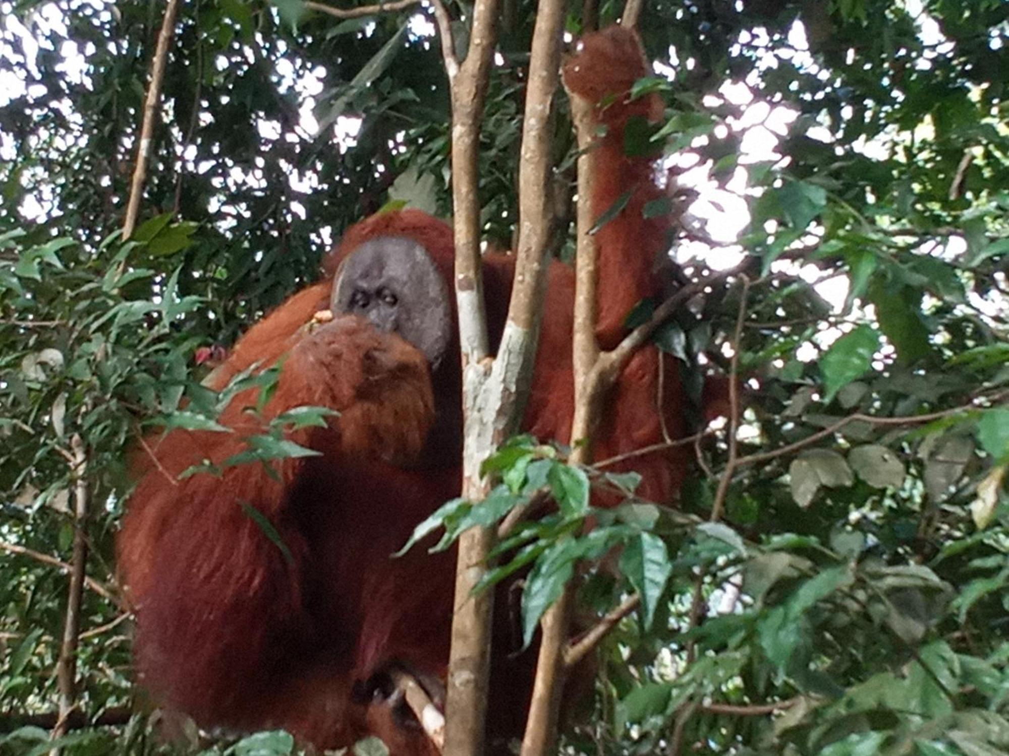 Jungle Treking & Jungle Tour If You Want To Stay Here,You Must Book Treking Only With Us Bukit Lawang Exteriör bild