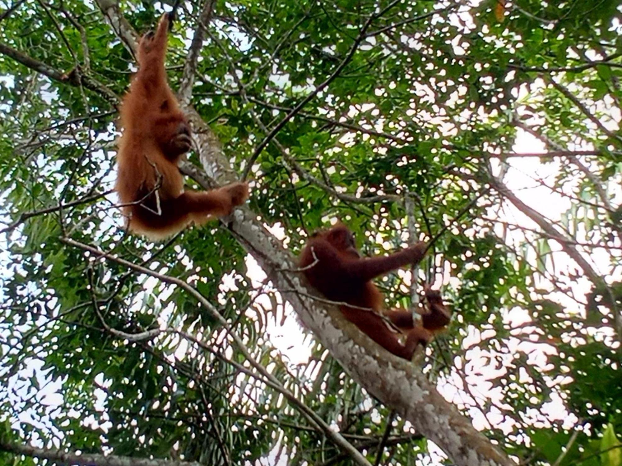 Jungle Treking & Jungle Tour If You Want To Stay Here,You Must Book Treking Only With Us Bukit Lawang Exteriör bild