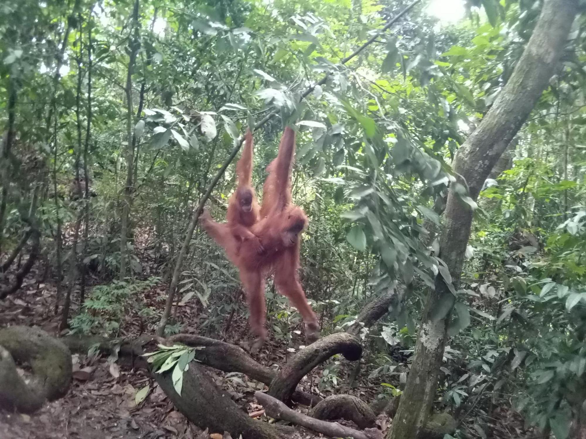 Jungle Treking & Jungle Tour If You Want To Stay Here,You Must Book Treking Only With Us Bukit Lawang Exteriör bild