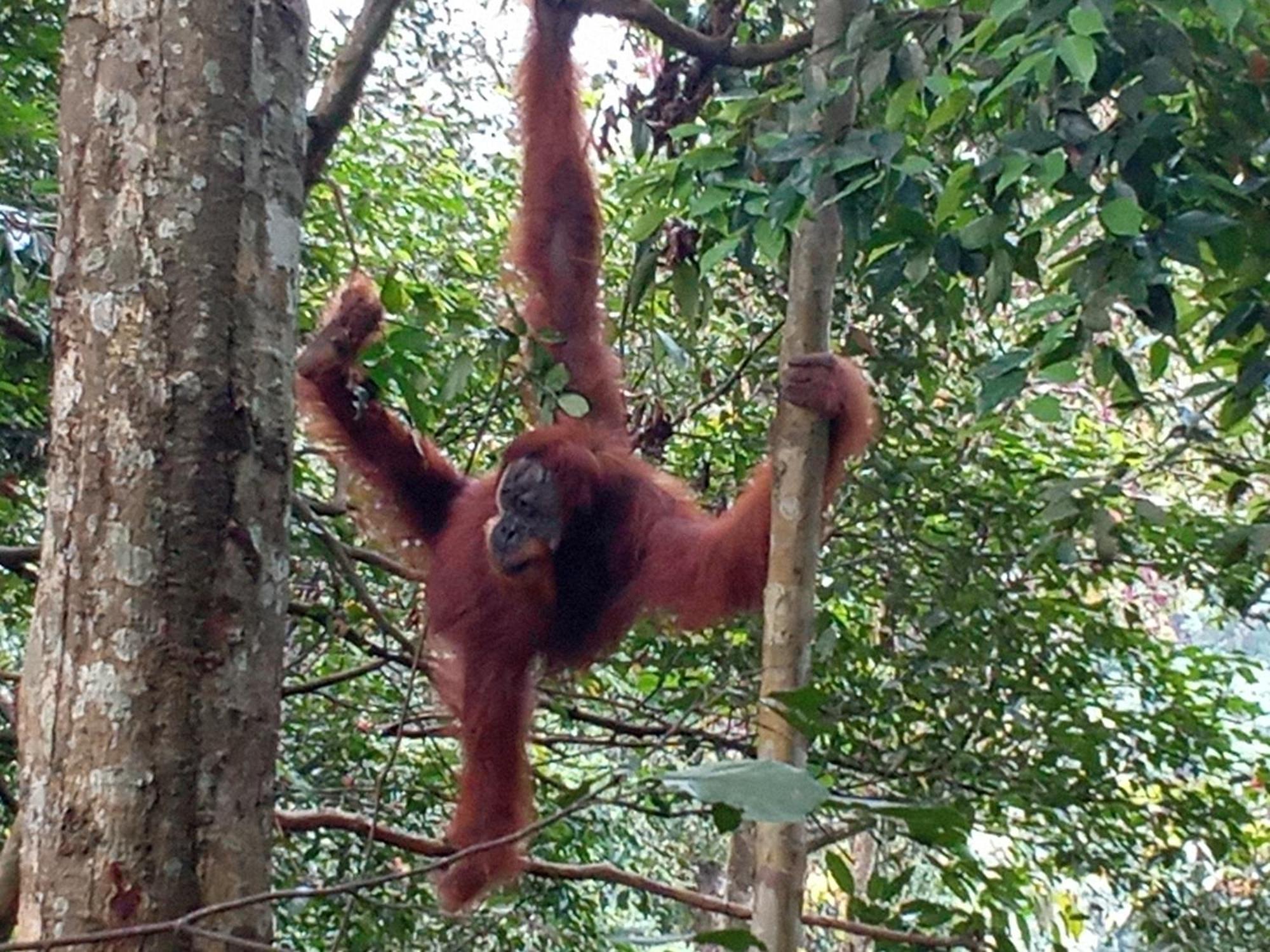 Jungle Treking & Jungle Tour If You Want To Stay Here,You Must Book Treking Only With Us Bukit Lawang Exteriör bild