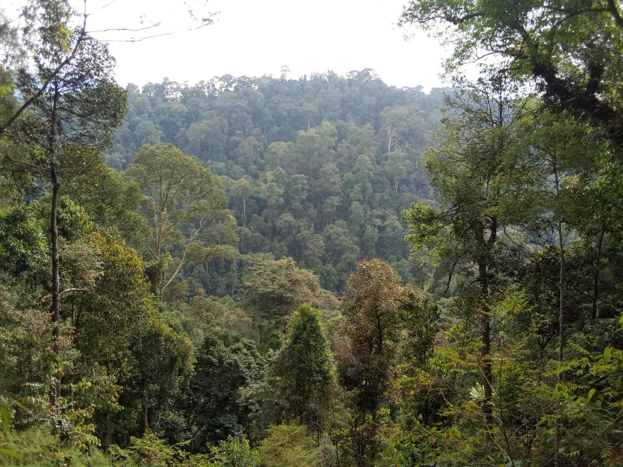 Jungle Treking & Jungle Tour If You Want To Stay Here,You Must Book Treking Only With Us Bukit Lawang Exteriör bild