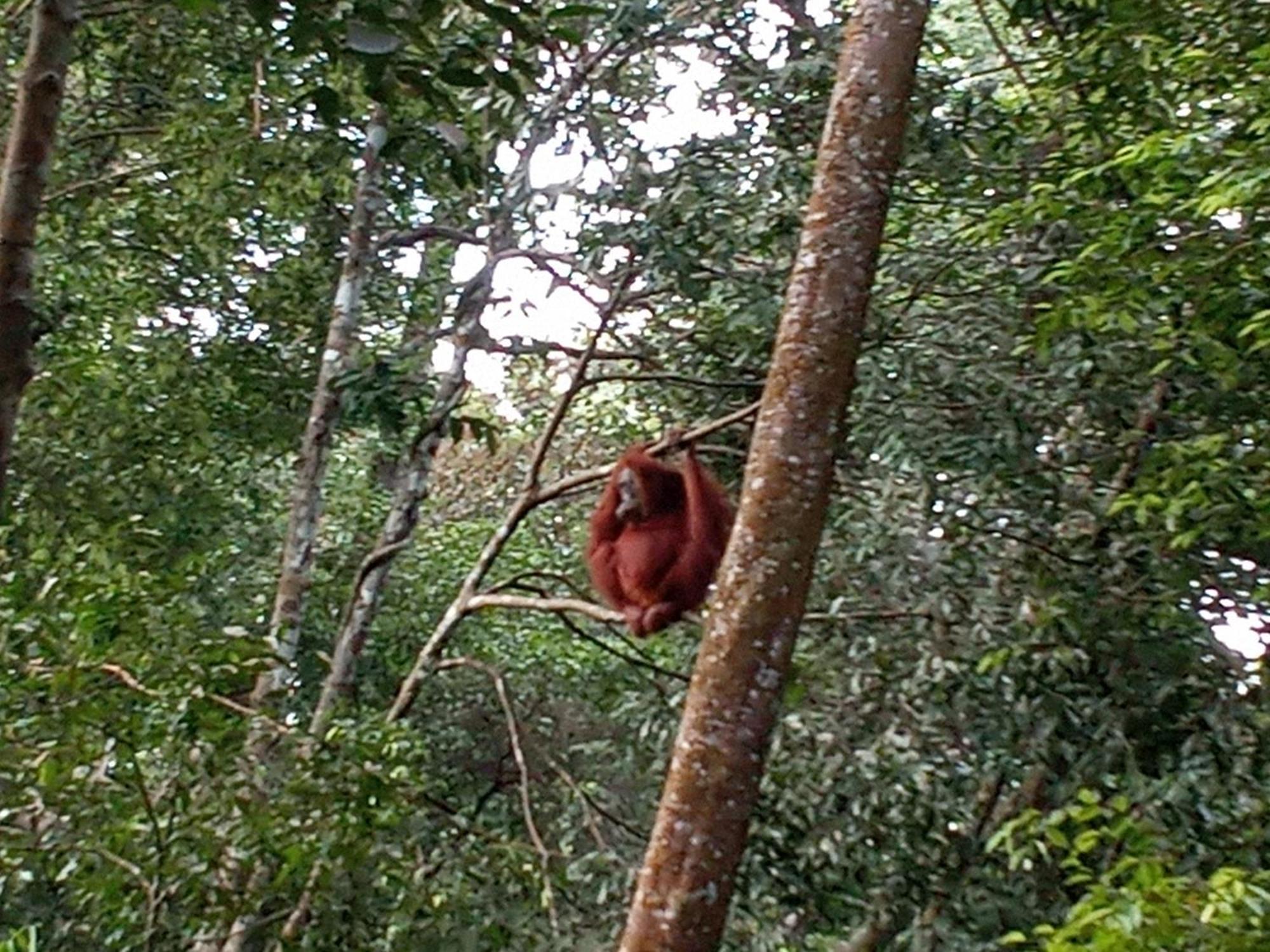 Jungle Treking & Jungle Tour If You Want To Stay Here,You Must Book Treking Only With Us Bukit Lawang Exteriör bild