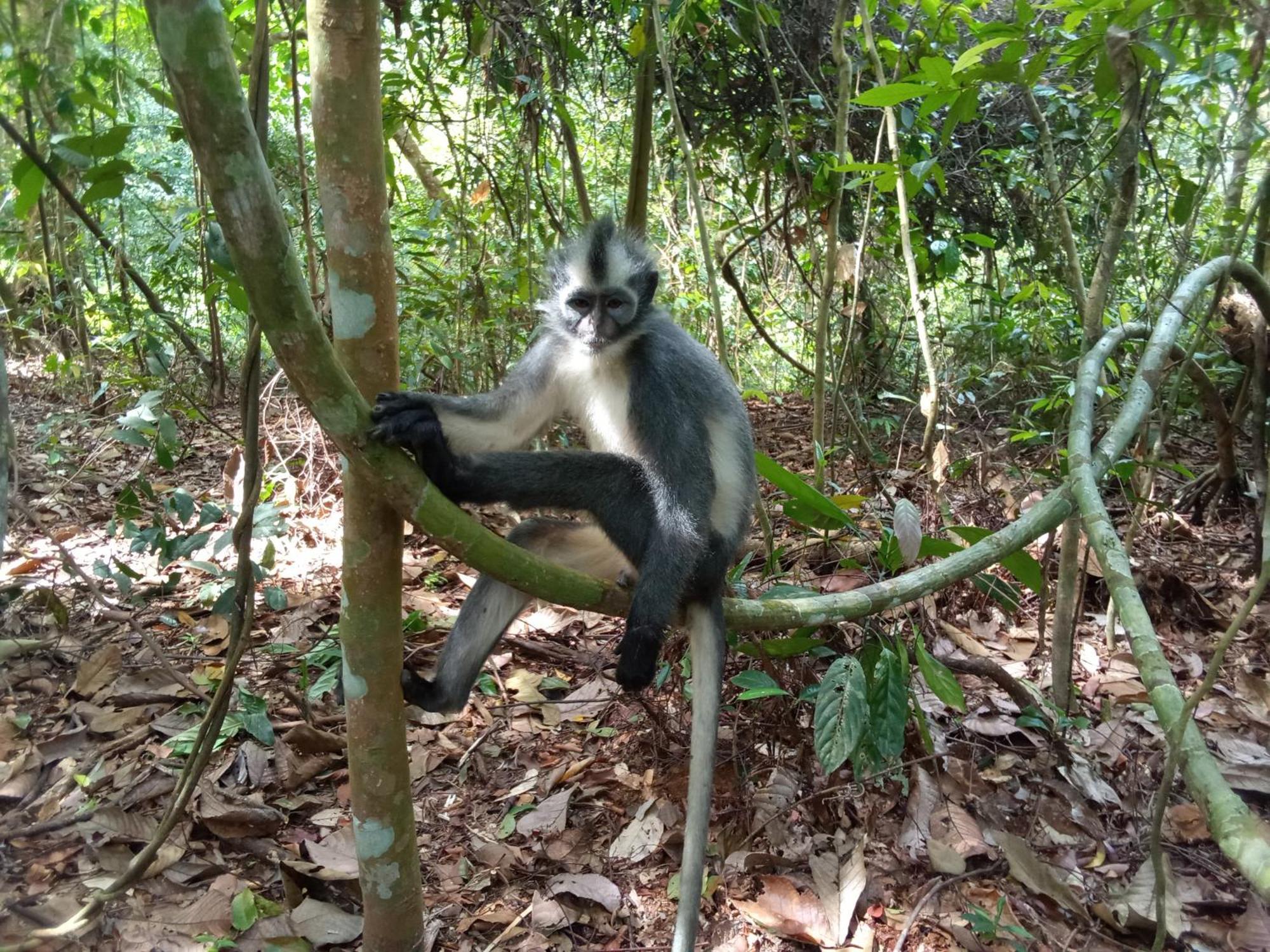 Jungle Treking & Jungle Tour If You Want To Stay Here,You Must Book Treking Only With Us Bukit Lawang Exteriör bild