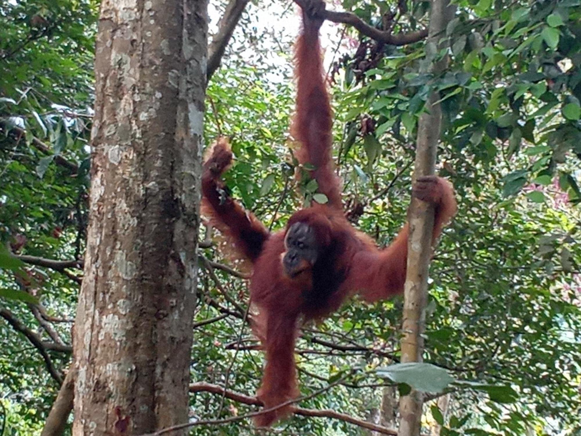 Jungle Treking & Jungle Tour If You Want To Stay Here,You Must Book Treking Only With Us Bukit Lawang Exteriör bild