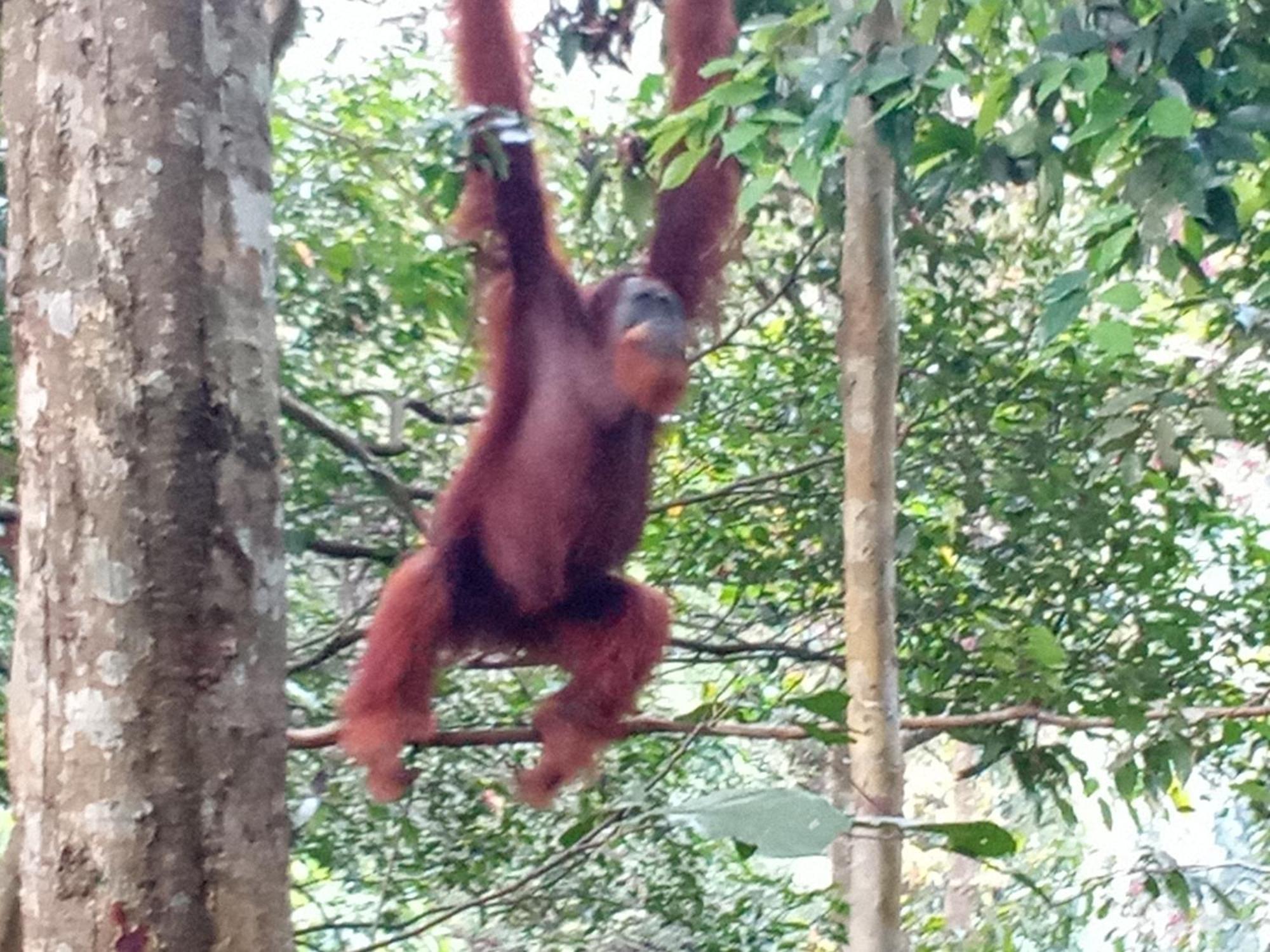 Jungle Treking & Jungle Tour If You Want To Stay Here,You Must Book Treking Only With Us Bukit Lawang Exteriör bild