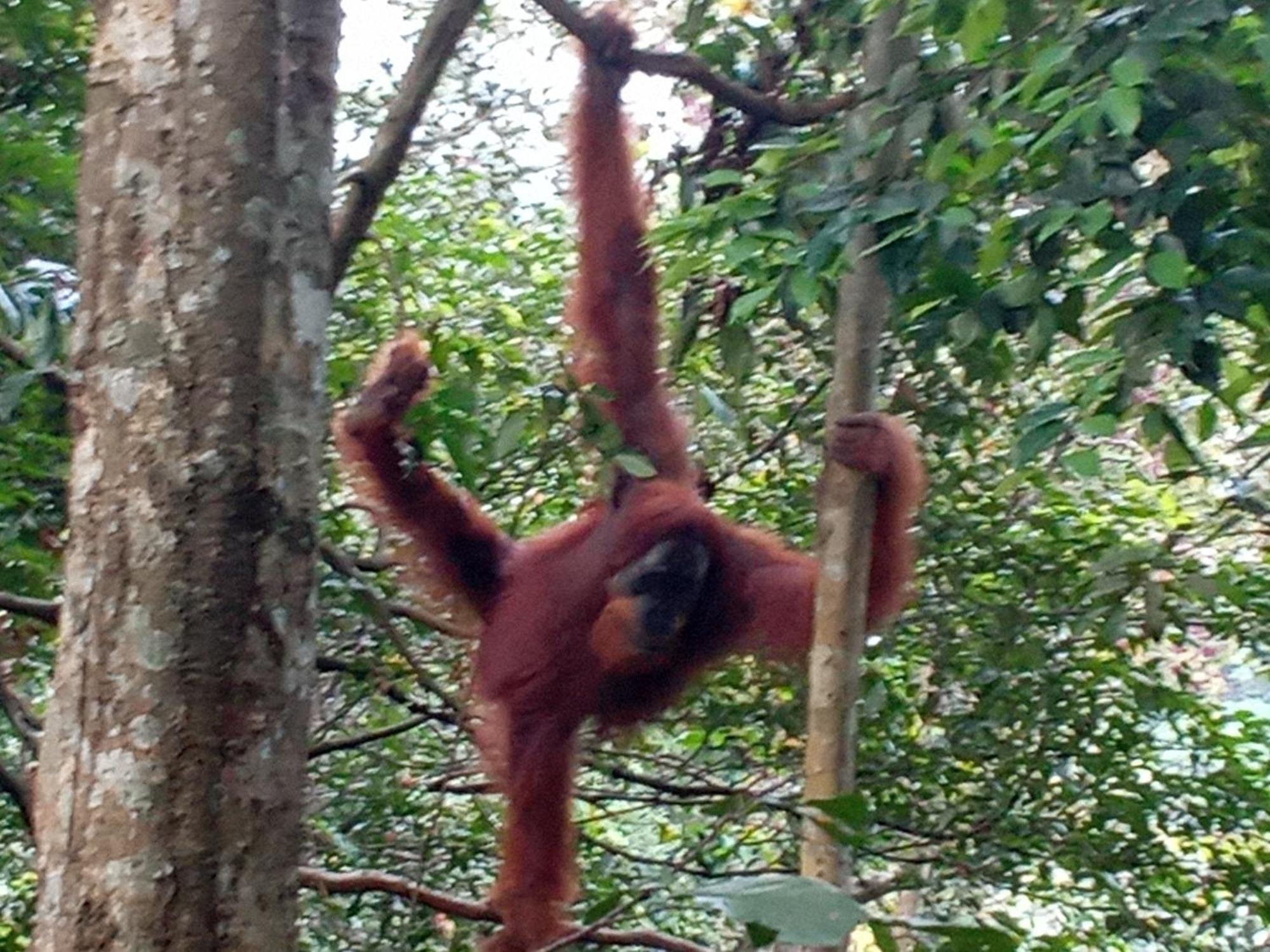 Jungle Treking & Jungle Tour If You Want To Stay Here,You Must Book Treking Only With Us Bukit Lawang Exteriör bild