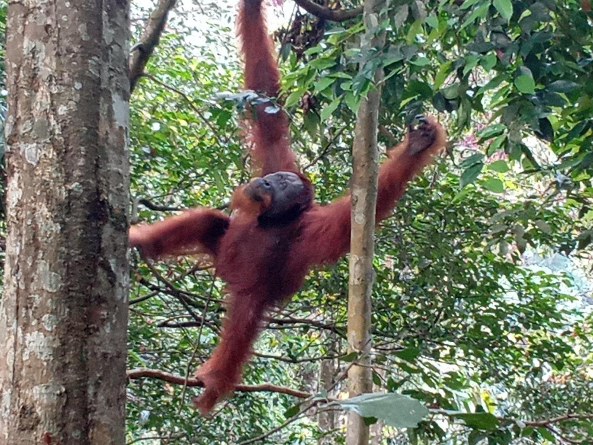 Jungle Treking & Jungle Tour If You Want To Stay Here,You Must Book Treking Only With Us Bukit Lawang Exteriör bild